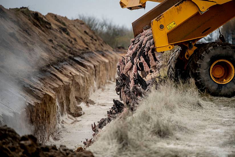 Mass Mink Graves In Denmark Might Contaminate Groundwater