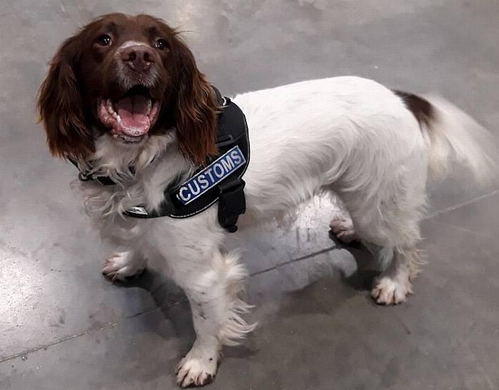 Detector Dog Sniffs Out Drugs Haul Labelled ‘Wedding Invitations’