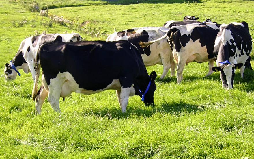 'Battle Between Cows And Climate Protection' Needs To End, Says Fine Gael Td