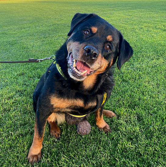 Dog With Untreated Tumours Abandoned At Dublin Sanctuary