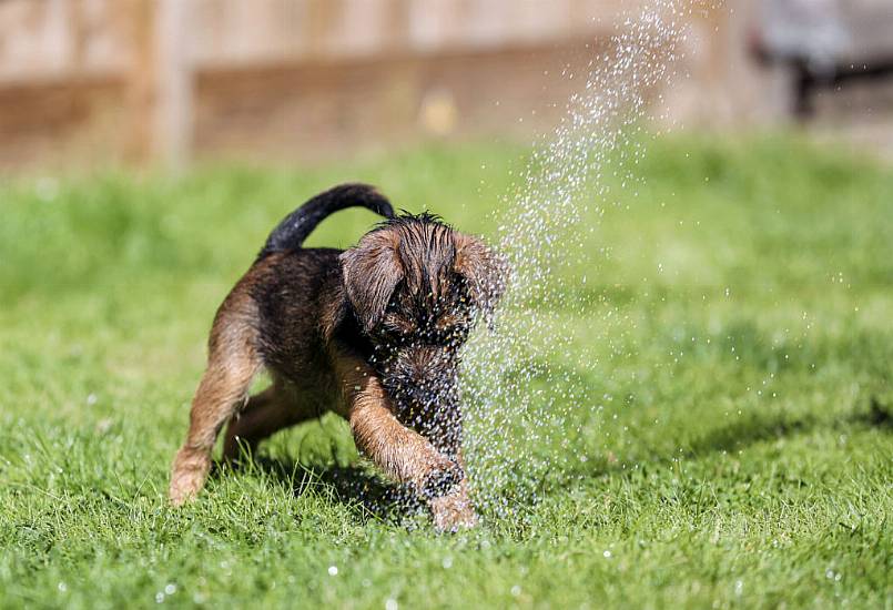 Brexit: Pet Owners Need Animal Certificate For Travel To Eu And N Ireland