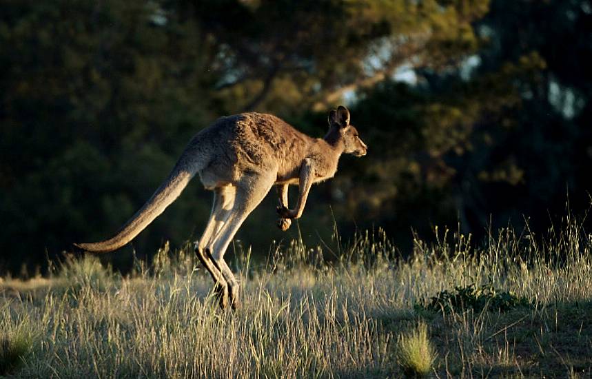 Kangaroos Can Learn To Communicate With Humans, Irish-Led Research Says