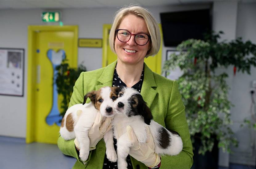 Lockdown Demand Sees Puppy Prices Soar, Says Charity