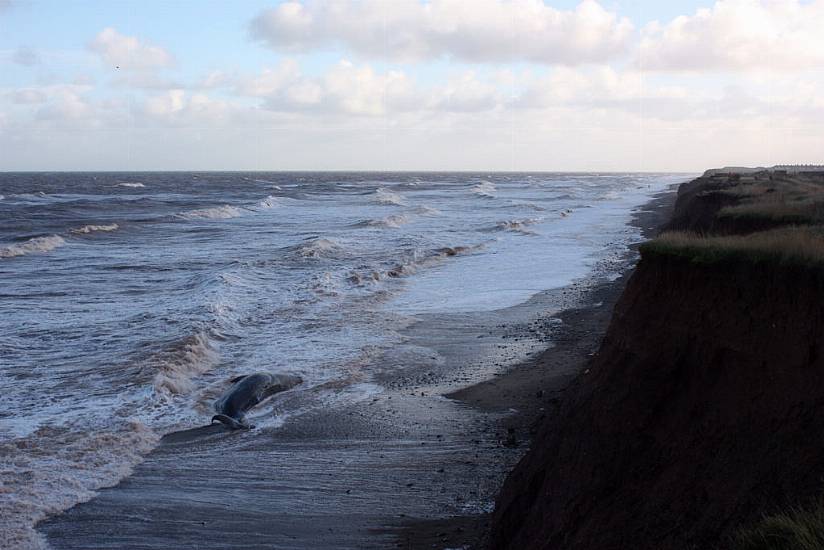 Sperm Whales Die After Becoming Stranded On English Coast