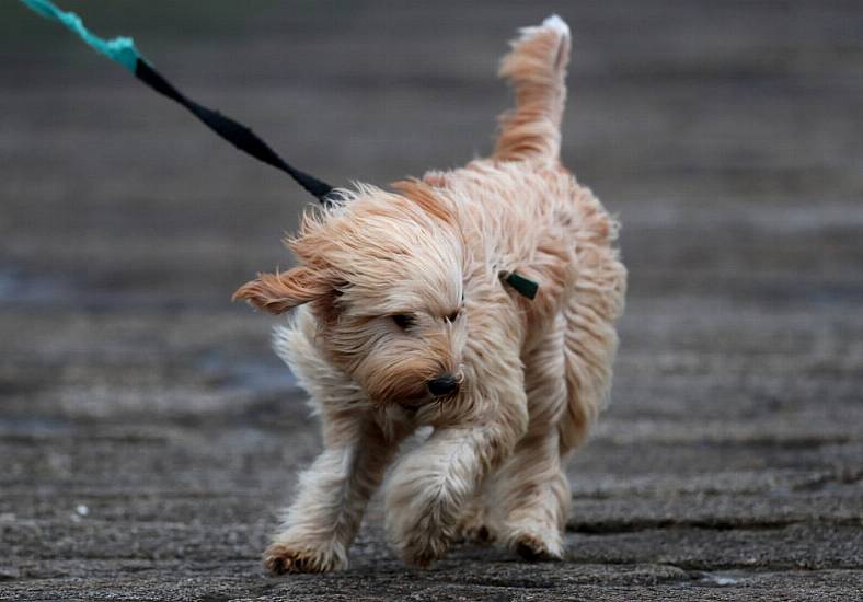 Thousands Remain Without Power Amid Status Yellow Wind Warning