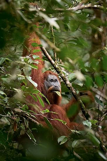 World’s Most Threatened Ape Species ‘In More Trouble Than Previously Thought’