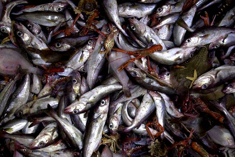 High Court Refers Questions Over Fishing Catches To Eu Court