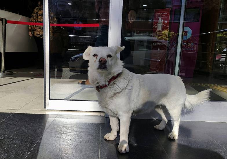 Devoted Dog Spends Days Outside Turkish Hospital Waiting For Owner