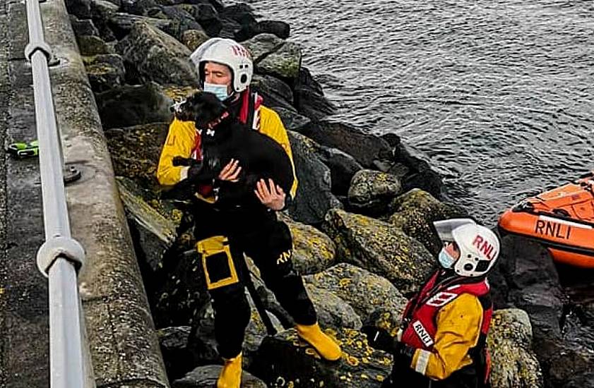 Rnli Rescues Dog After Falling On Rocks At Dún Laoghaire Pier