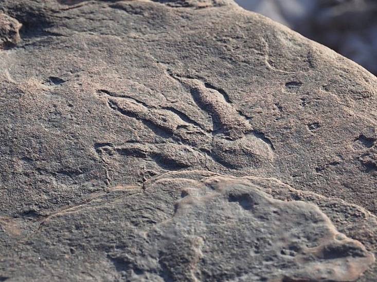 Four-Year-Old Girl Discovers Dinosaur Footprint On Beach In Wales