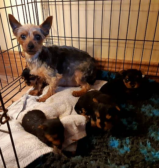 62 Dogs Taken Into Care From Illegal Puppy Farm In Offaly