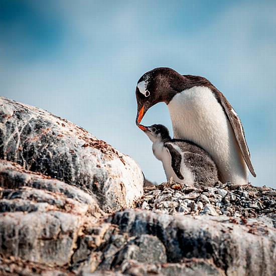 Escape With These Images Of Animals And Nature From Around The World