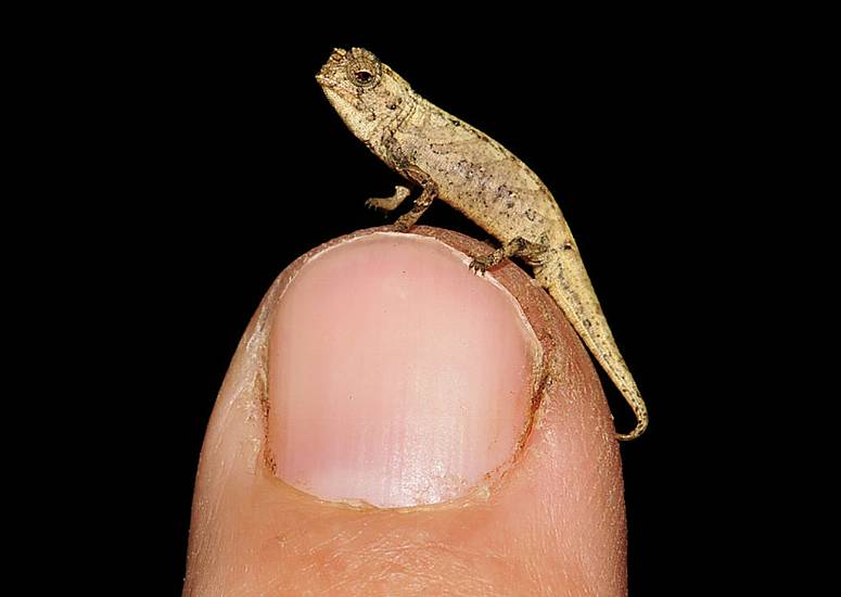 Tiny Chameleon A Contender For Title Of World’s Smallest Reptile