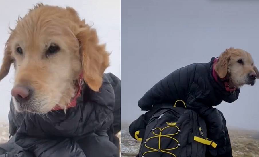 Couple Rescue Dog Stranded In Wicklow Mountains For Two Weeks