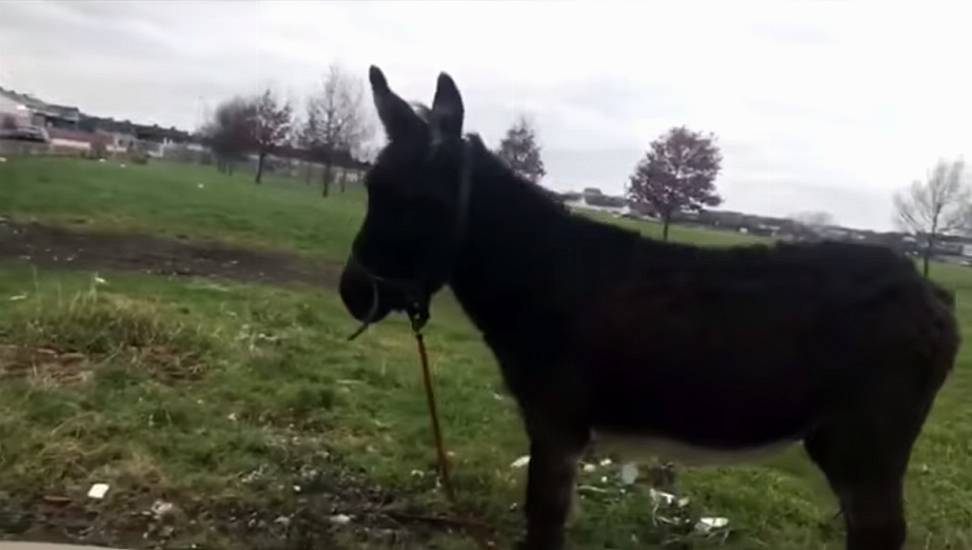 Animal Charity Criticises ‘Horrible’ Abuse Of Raffled Donkey