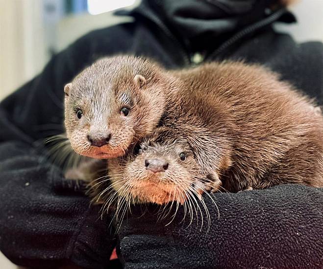 Otter Cubs Rescued After Wandering The Streets Looking For Mother