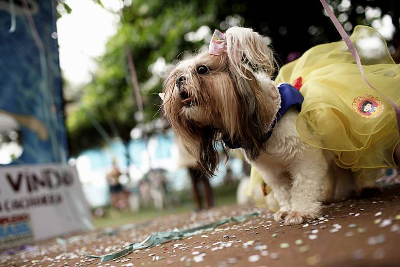 Rio’s Carnival Goes To The Dogs As Human Festivities Scrapped