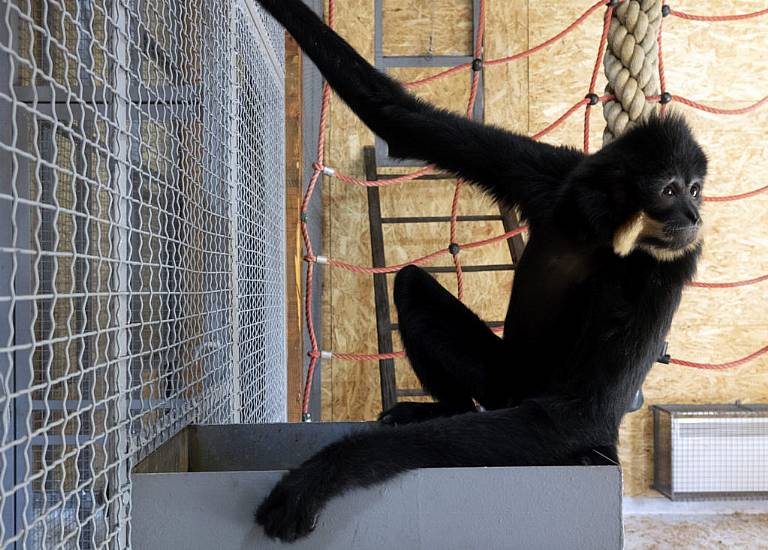 Endangered Gibbons Find New Home At Sarajevo Zoo