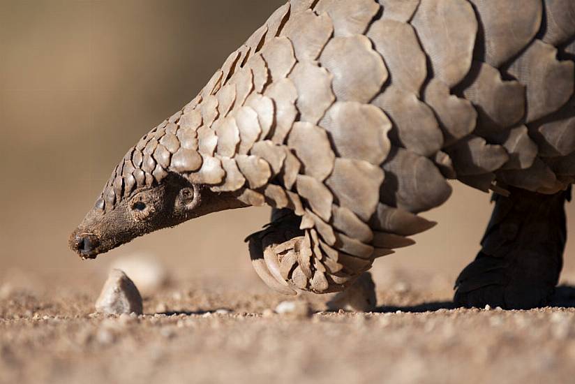 World Pangolin Day: 7 Things You Never Knew About The Animals Once Blamed For Covid