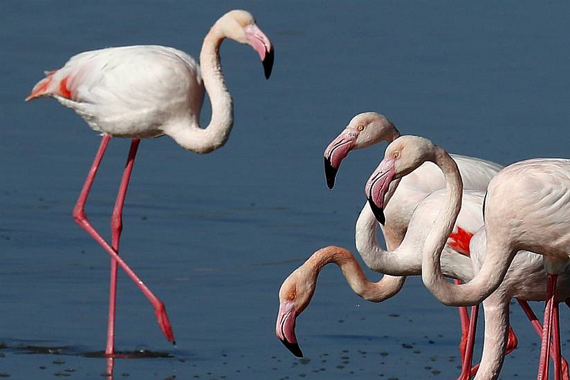 Hunters’ Lead Pellets Threaten Migrating Flamingos, Cyprus Conservationists Warn