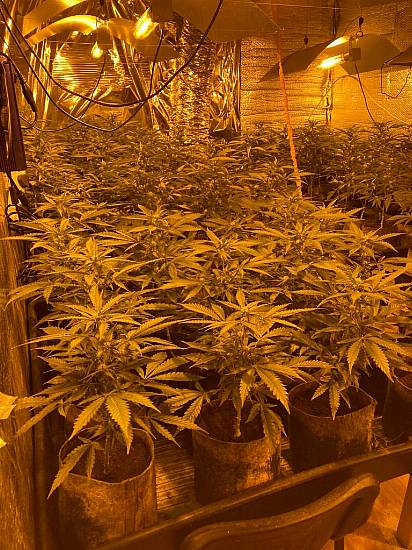 Gardaí Seize Cannabis Plants Worth €250,000 In Monaghan