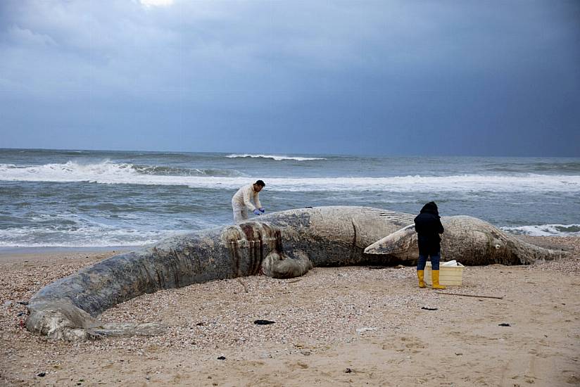 Israel Closes Mediterranean Shore After Oil Devastates Coast