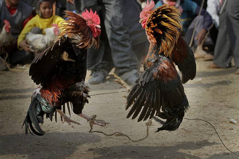 Rooster Kills Indian Man During Banned Cockfight