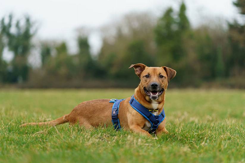 Dogs Trust Received 172 Requests To Surrender Dogs After Christmas