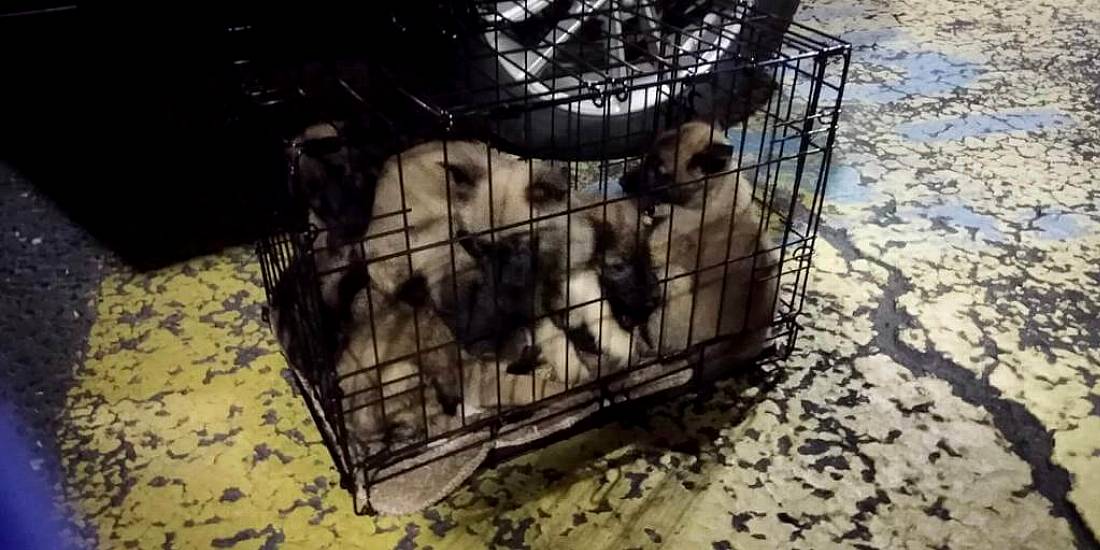 Inspectors Find 13 Puppies ‘Crammed’ Into Cages At Dublin Port