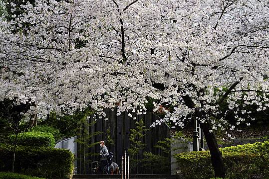 Stunning Images Of Japan’s Cherry Blossoms