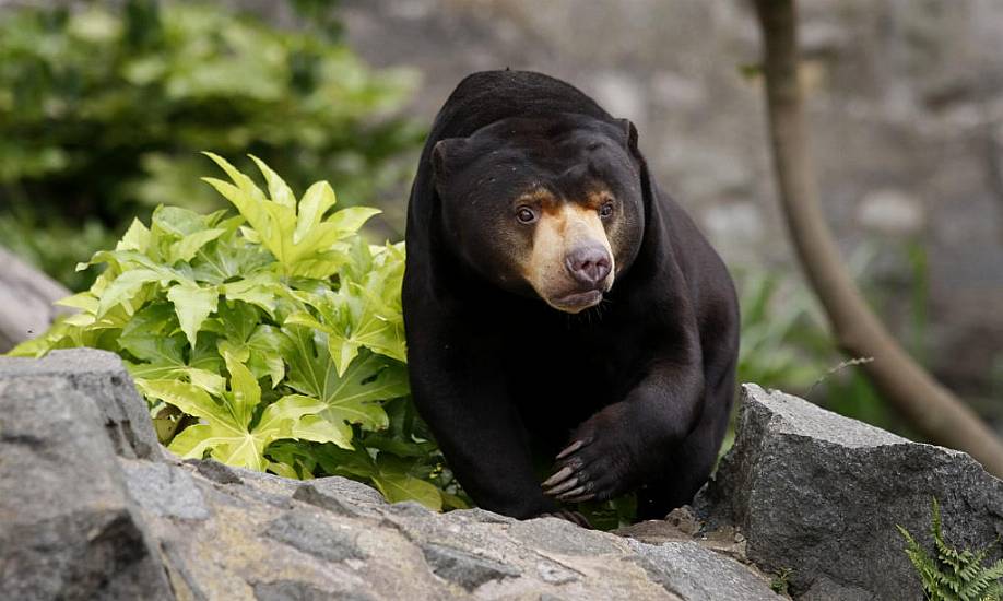 Human Parents Feel For Mama Bear Trying To Corral Her Cubs