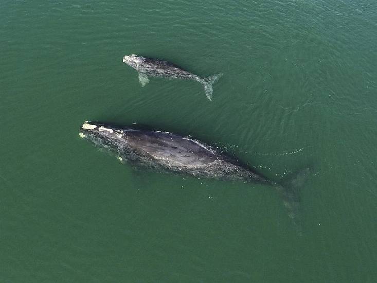 Births Among Endangered Right Whales Highest Since 2015