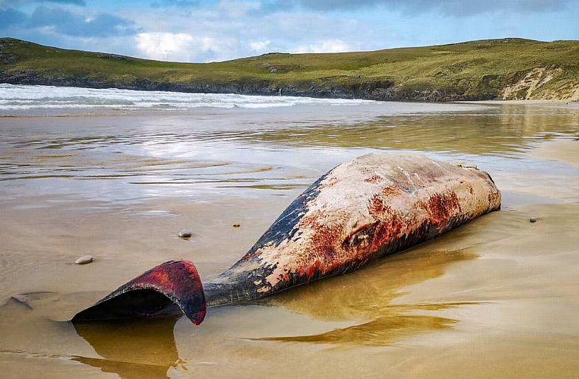 Locals Shocked After Whales Wash Up On 'Lonely Planet' Beach