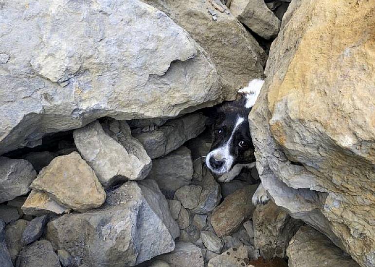 Dog Missing For Three Days Rescued After Being Found Trapped Under Rocks