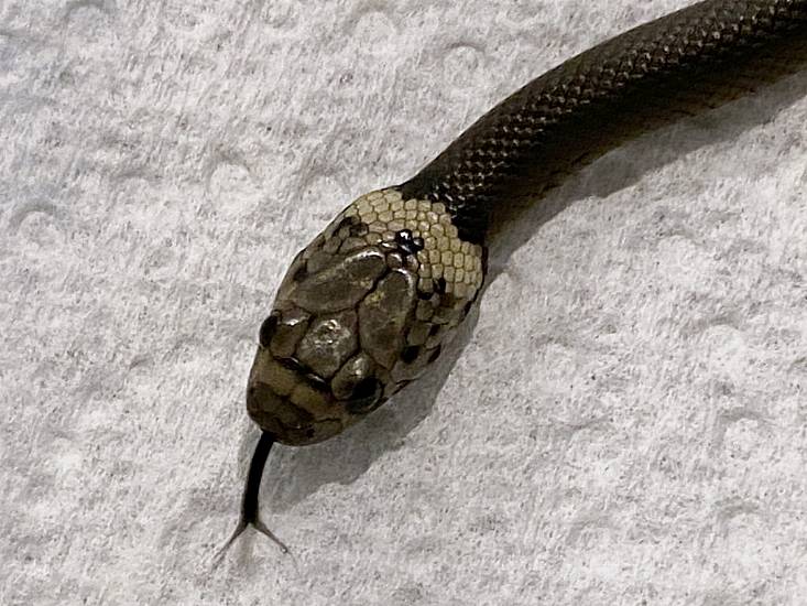 Sydney Man Finds Snake In Lettuce Bought At Supermarket