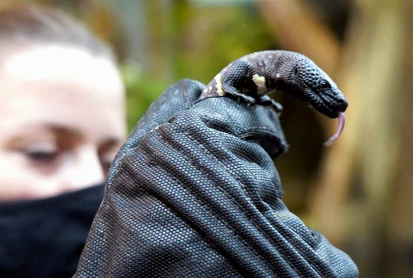 Endangered Venomous Mexican Lizards Hatch At Zoo In Poland