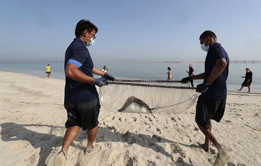 Baby Sharks Bred At Luxury Dubai Hotel’s Aquarium Released Into Persian Gulf