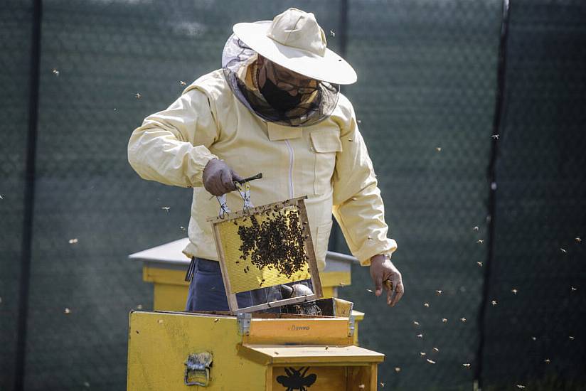 Milan Gets Buzzier With Bees In Designer Hives