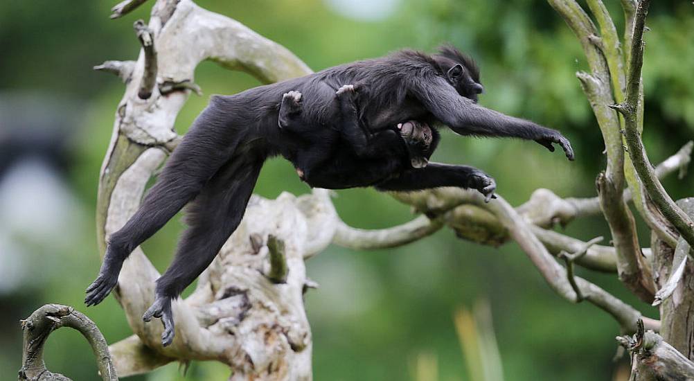 Monkeys Remind Micheál Martin Of Politicians During Dublin Zoo Visit