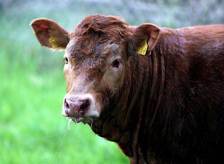 Commute Turns Into Zoo Trip As Alligator And Cow Delay Traffic