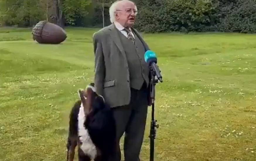 President Higgins' Puppy Goes Viral As He Tries To Get Owner's Attention During Interview