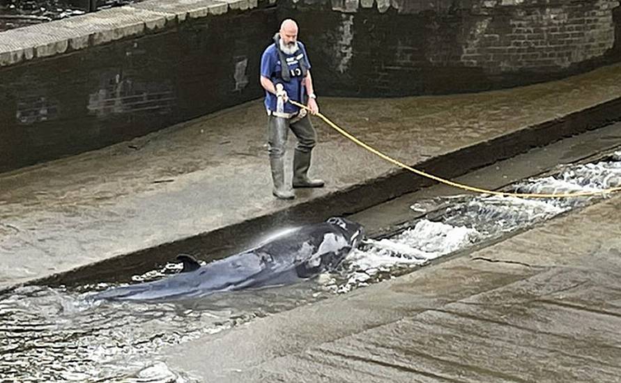 Small Whale Freed After Becoming Stranded Along River Thames