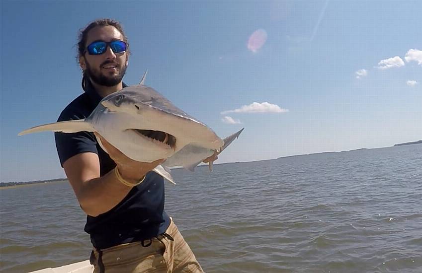 Sharks Use Earth’s Magnetic Field As Gps, Say Scientists