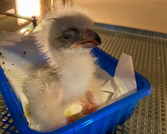 Louth Falconry School Welcomes Golden Eagle Chick