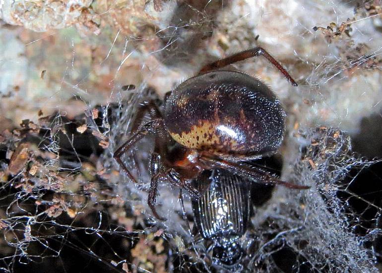 Noble False Widow Spider Bites Can Require Hospital Treatment, Study Finds