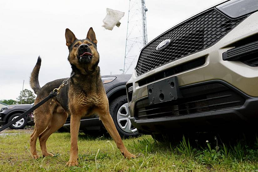 Police Dogs’ Noses Out Of Commission Thanks To Drug Law Change