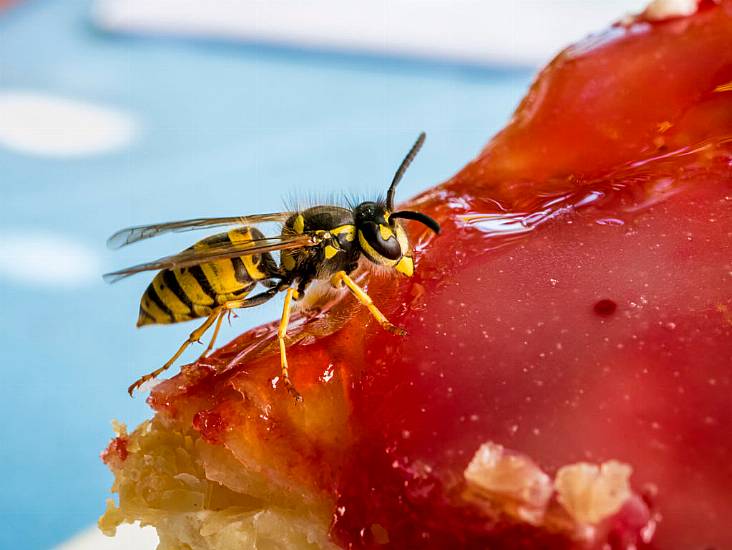 Why We Should Learn To Love Wasps And Other Garden Pests