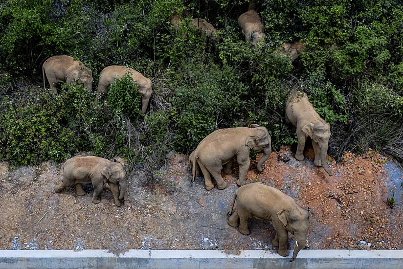 China Tries To Keep Elephant Herd Out Of City Of 7 Million