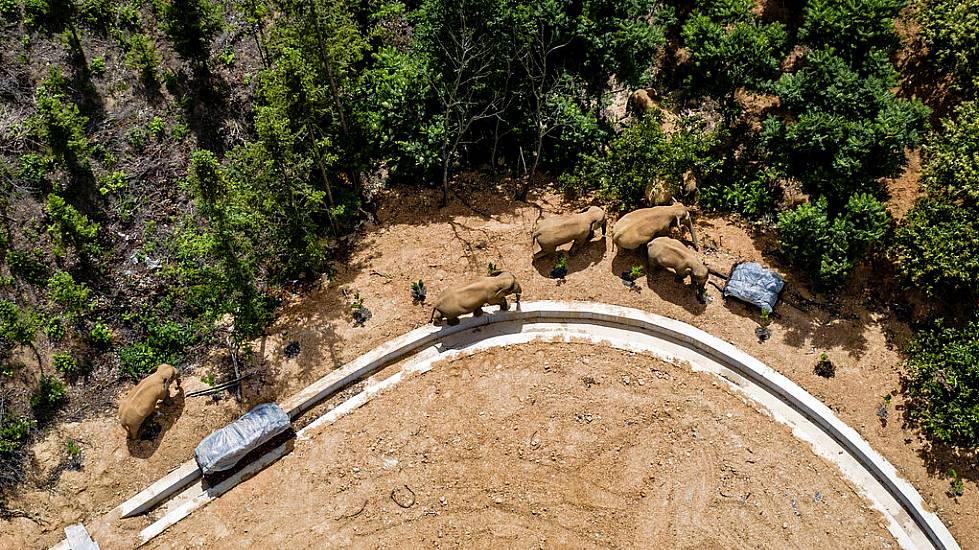 Authorities On Alert As Elephants On 300-Mile Trek Approach City In China