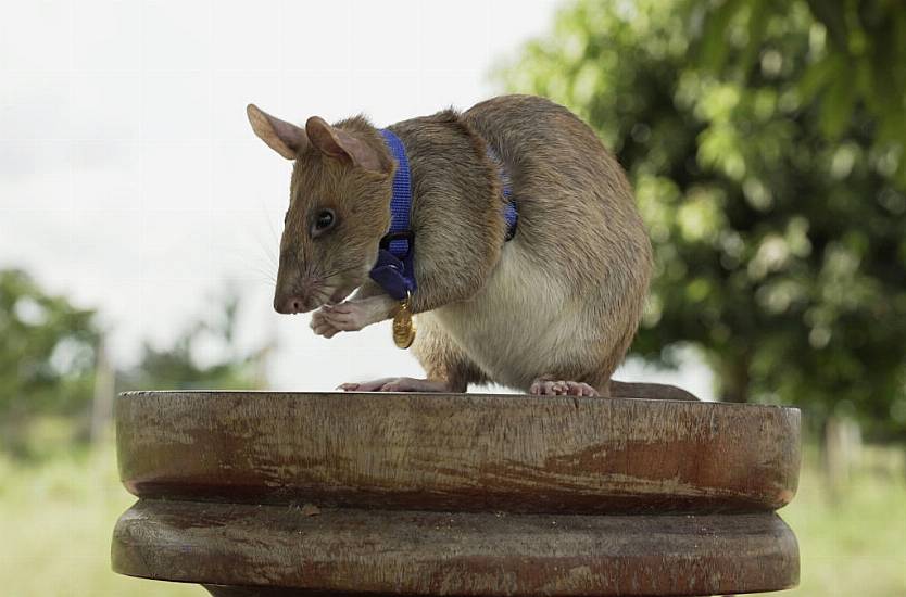 Landmine-Sniffing Rat Magawa Retires After Years Of Life-Saving Work In Cambodia